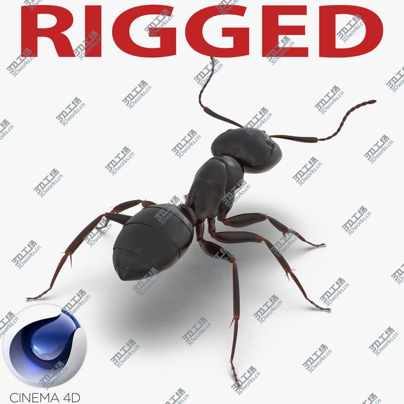 images/goods_img/202104092/Black Ant Rigged for Cinema 4D/1.jpg